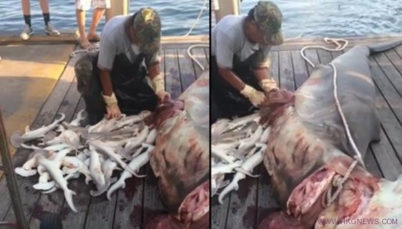 誤捕一條榔頭鯊魚，害了34條生命