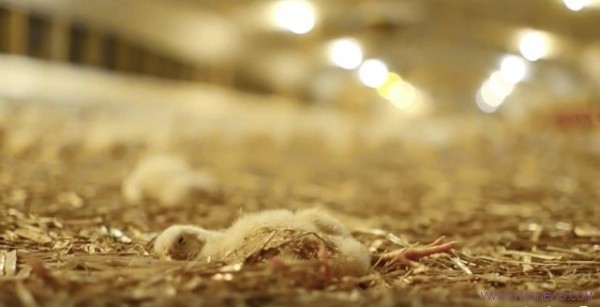 養雞場的小雞成長過程，每年大約有600億隻雞宰殺