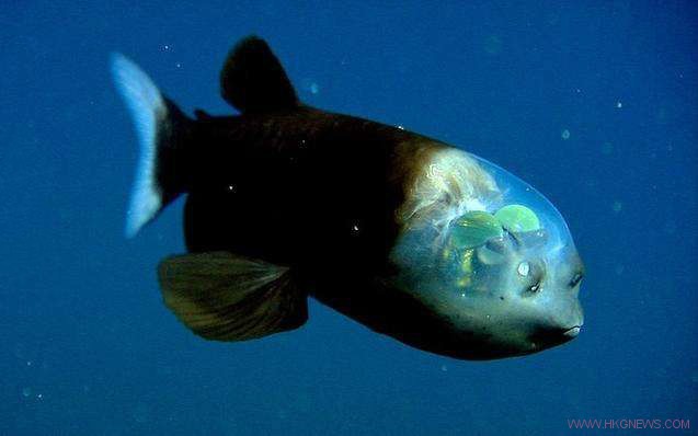 生物學家深海發現腦袋全透明的魚