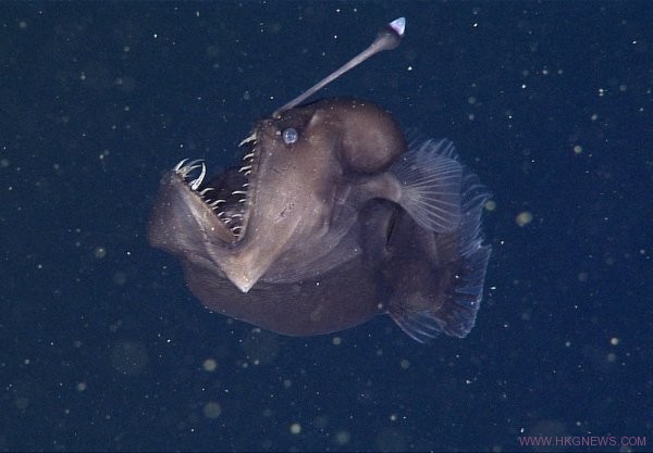 在深海拍到傳說中的琵琶魚