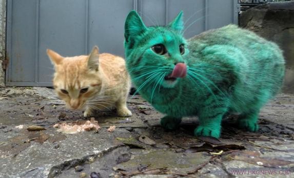 fun-green-cat