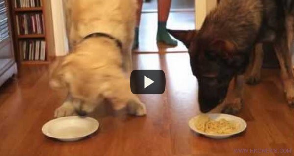 吃意粉大賽：金毛尋回犬VS德國牧羊犬