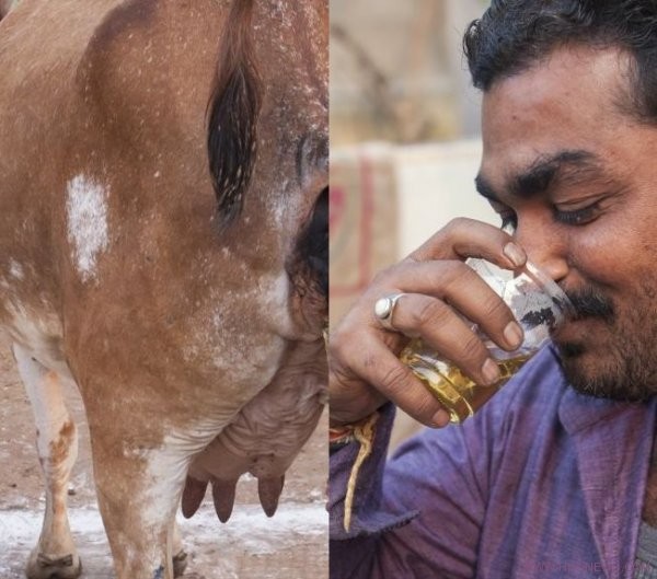 牛在印度的地位甚高，高到印度人用牛尿來做飲料