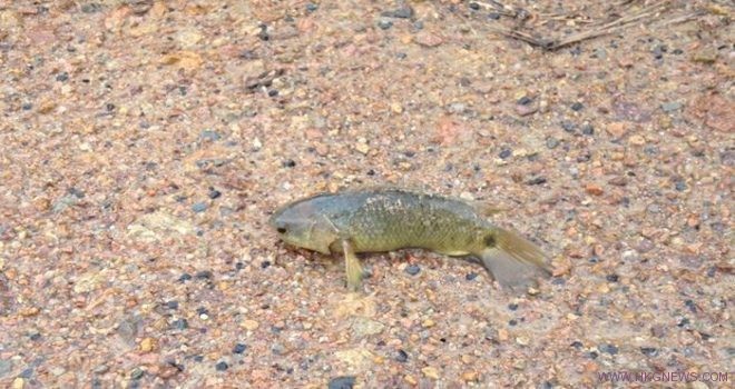 這條魚居然能在陸地上來去如飛