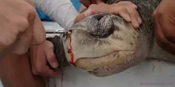 小小的吸管，都可能葬送一個大海龜的生命