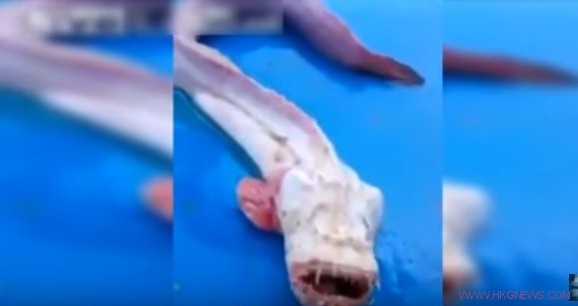 泰國漁民捕獲了一隻長相怪異的魚