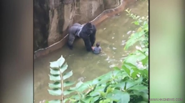 3歲男童爬進動物園圍欄，害大猩猩遭射殺