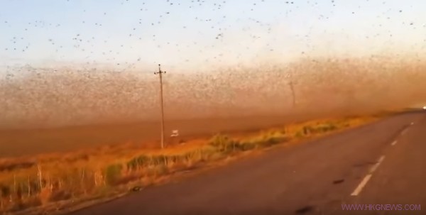 數百萬蝗蟲襲擊俄羅斯